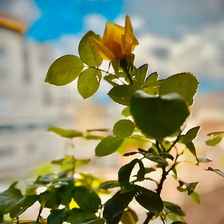 La Piccola Bellezza Tirana